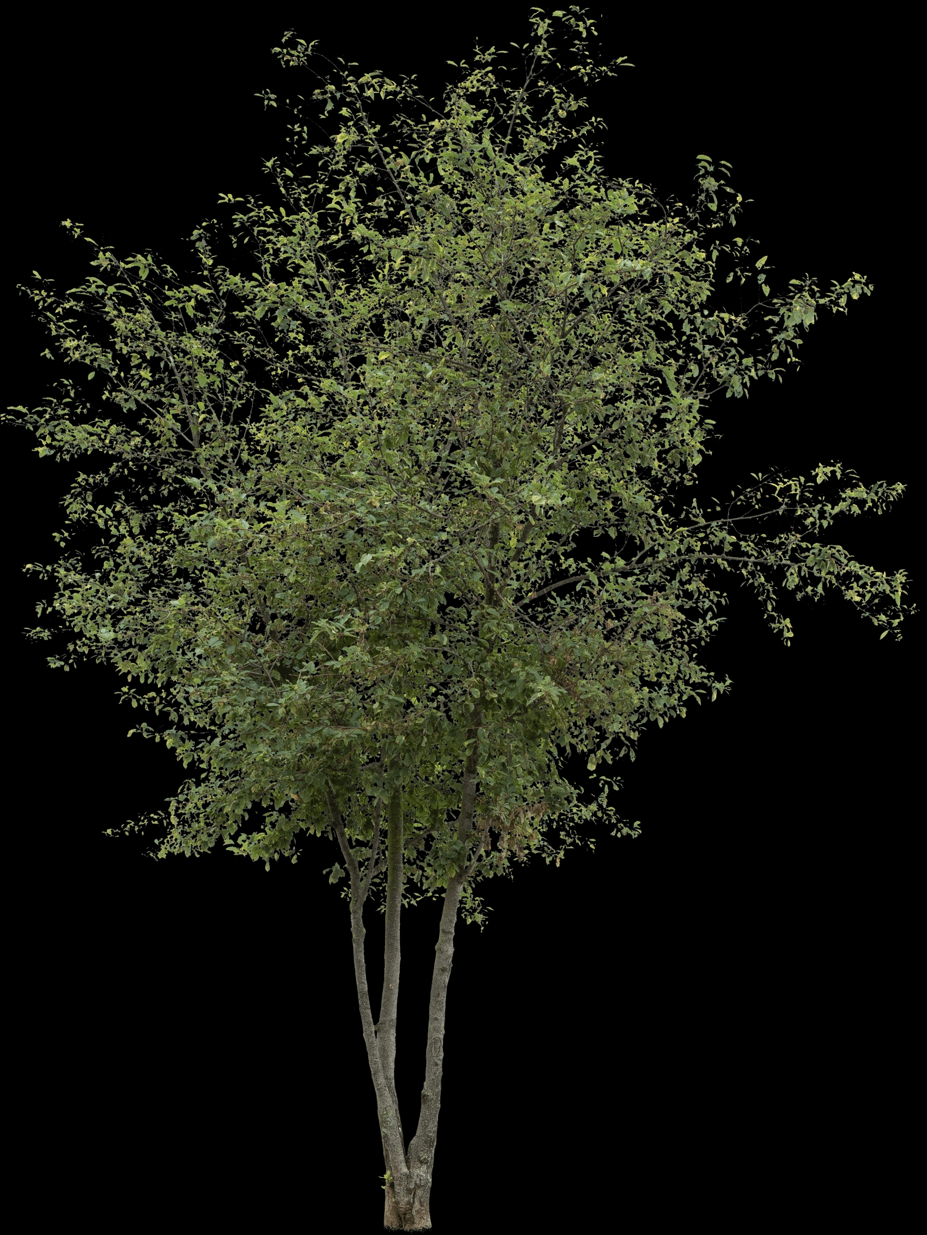 Blühende Traubenkirsche (Prunus padus)